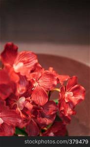 Selective focus shot of vibrant red Thai Vanda orchid, close up detail with dark tone background.