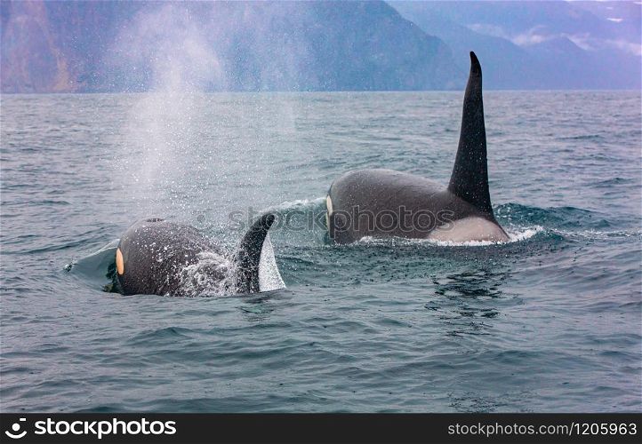 Selective focus. The pair of transient killer whales travel through the waters of Avacha Bay, Kamchatka. Selective focus.. The pair of transient killer whales travel through the waters