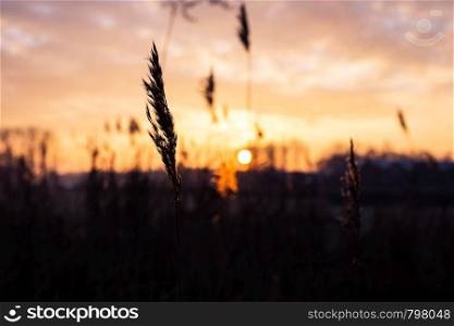 Selective soft focus dry grass, reeds, stalks blowing in the wind at golden sunset light, horizontal, blurred sea on background, copy space Nature, summer, grass concept nature. Selective soft focus dry grass, reeds, stalks blowing in the wind at golden sunset light, horizontal, blurred sea on background, copy space Nature, summer, grass concept