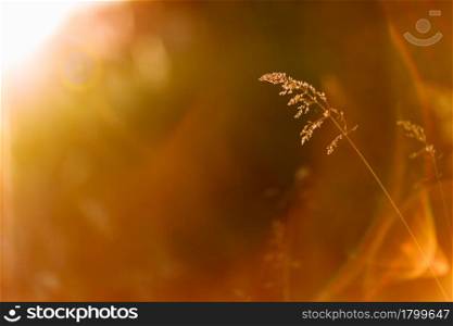 Selective soft focus of dry grass, reeds, stalks blowing in the wind at golden sunset light, horizontal, blurred hills on background, copy space. Nature, summer, grass concept.. Selective soft focus of dry grass, reeds, stalks blowing in the wind at golden sunset light, horizontal, blurred hills on background, copy space. Nature, summer, grass concept