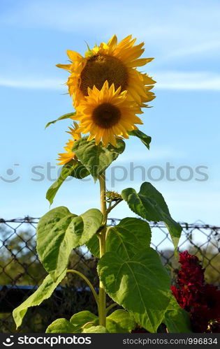 Self-drawn sunflower in the garden