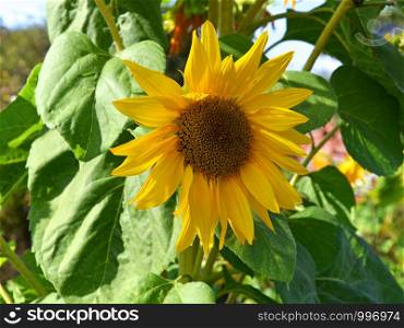 Self-drawn sunflower in the garden