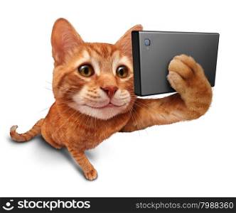 Selfie cat on a white background as a cute orange tabby kitty with a smile in forced perspective taking a selfy portrait picture with a smart phone or digital camera as funny and humorous social networking symbol.