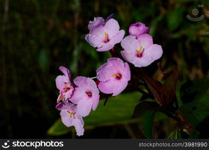 Semi-Alpine Plant Society, Pink wild flowers, Pink Pim Jai, Doi Luang Chiang Dao, Chiang Mai, Thailand. Semi-Alpine Plant Society, Pink wild flowers, Chiang Dao.