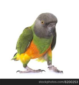 senegal parrot in front of white background
