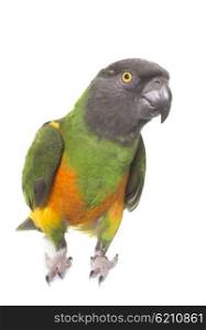 senegal parrot in front of white background