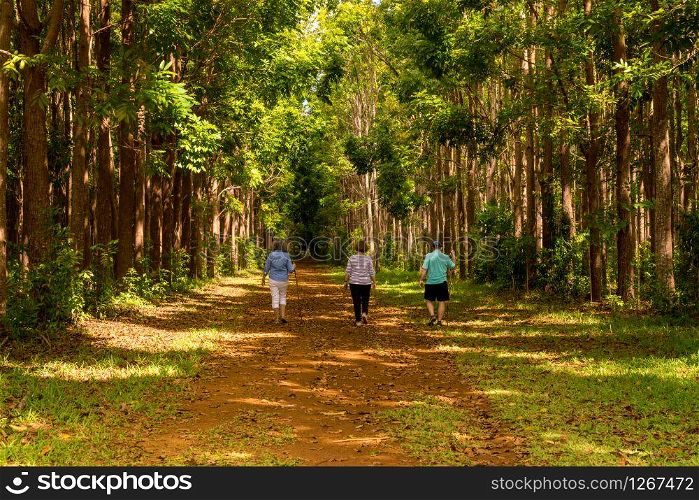 Senior adults walking on the Wai Koa Loop trail or track leads through plantation of Mahogany trees in Kauai, Hawaii, USA. Hikers walk through the mahogany plantation and the Wai Koa Loop trail in Kauai, Hawaii