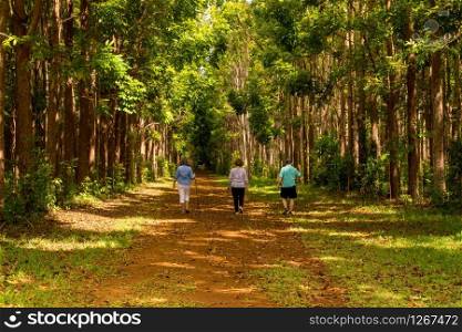 Senior adults walking on the Wai Koa Loop trail or track leads through plantation of Mahogany trees in Kauai, Hawaii, USA. Hikers walk through the mahogany plantation and the Wai Koa Loop trail in Kauai, Hawaii