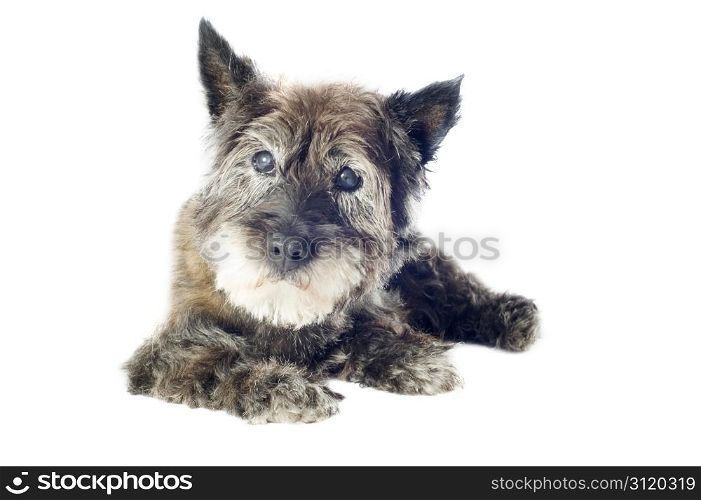 senior cairn terrier, 14 years old, in front of a white background