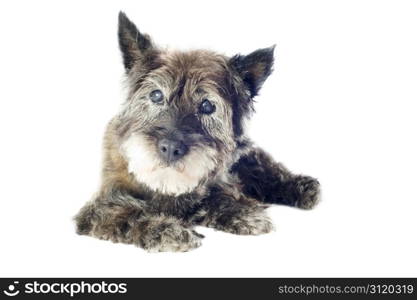 senior cairn terrier, 14 years old, in front of a white background