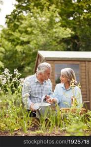 Senior Couple In Garden At Home Working On Raised Vegetable Beds Together