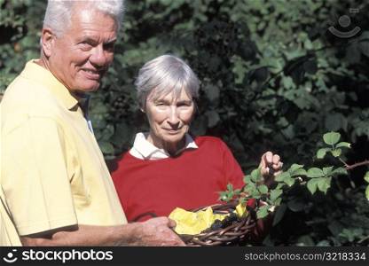 Senior Couple Picking Blackberries Together