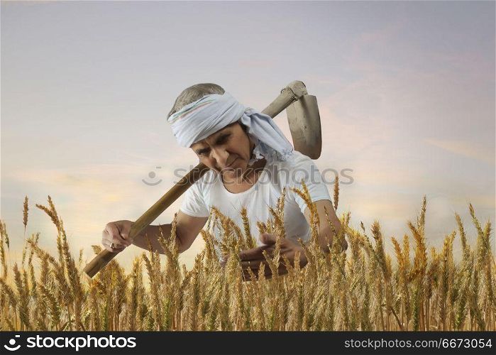 Senior farmer checking the rice before harvest