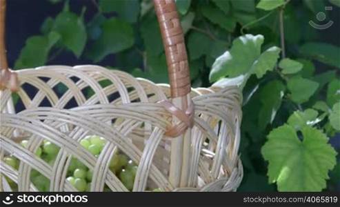 Senior female gardener putting bunch of homegrown seedless sultana white grape inside wicker basket