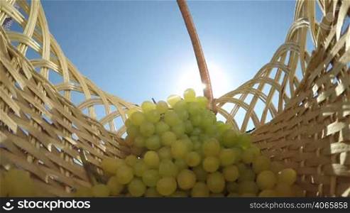 Senior female gardener putting bunch of seedless sultana white grapes shining in sun rays inside wicker basket