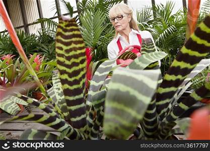 Senior female gardener working in greenhouse