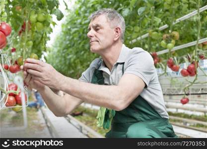 Senior man examining tomatoes at greenhouse