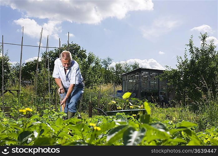 Senior man gardening