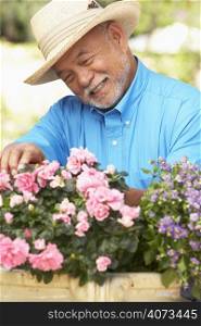 Senior Man Gardening