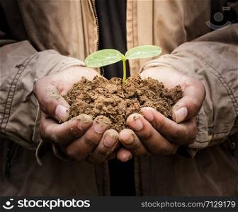 Senior man holding young spring plant in hands. Ecology concept