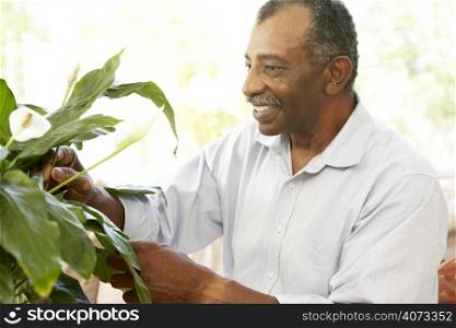 Senior Man Looking After Houseplant