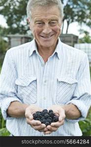 Senior Man On Allotment Holding Freshly Picked Blackberries