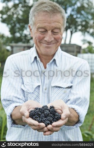Senior Man On Allotment Holding Freshly Picked Blackberries