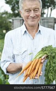 Senior Man On Allotment Holding Freshly Picked Carrots