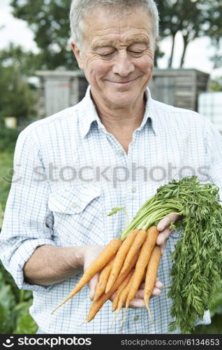 Senior Man On Allotment Holding Freshly Picked Carrots