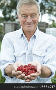 Senior Man On Allotment Holding Freshly Picked Raspberries