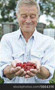 Senior Man On Allotment Holding Freshly Picked Raspberries