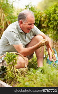 Senior Man Working On Allotment