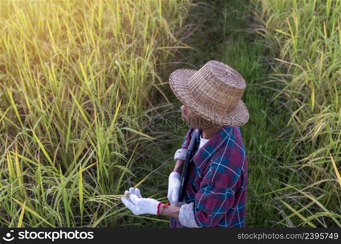 Senior Thai farmer holding a laptop working in a rice field to check the quality of rice before harvesting