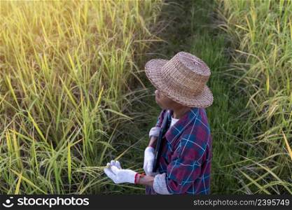 Senior Thai farmer holding a laptop working in a rice field to check the quality of rice before harvesting