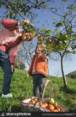 Senior woman and adorable little girl picking fresh organic apples from the tree in a sunny autumn day. Grandparents and grandchildren leisure time concept.. Senior woman and little girl picking apples from tree