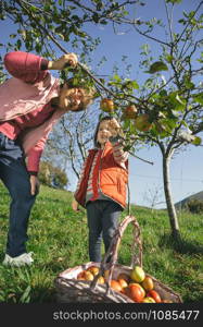 Senior woman and adorable little girl picking fresh organic apples from the tree in a sunny autumn day. Grandparents and grandchildren leisure time concept.. Senior woman and little girl picking apples from tree