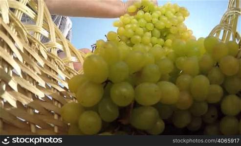 Senior woman carrying basket with seedless kishmish sultana white grapes view from inside the basket