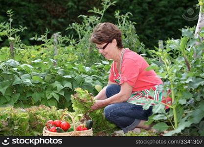 Senior woman picking vegetables in kitchen garden