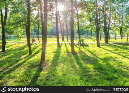 Senior woman sitting on wooden bench in beautiful green sunny park