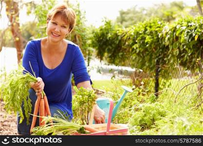 Senior Woman Working On Allotment And Picking Carrots