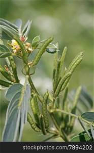 Senna obtusifolia, Chinese senna, sicklepod is a legume in the genus Senna, sometimes separated in the monotypic genus Diallobus. It grows wild.