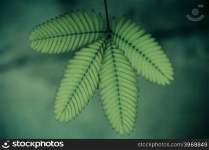 Sensitive plant, (Touch me not) Mimosa pudica, sesible plant