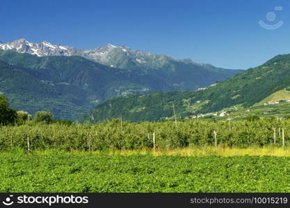 Sentiero della Valtellina, Sondrio province, Lombardy, Italy  rural landscape with vineyards and apple orchards seen from the cycleway