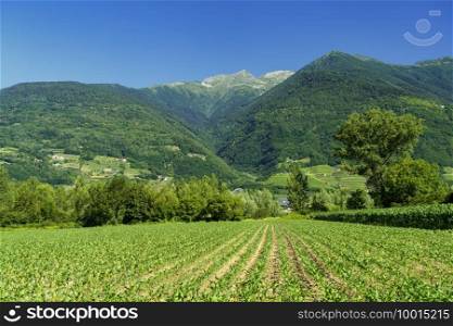 Sentiero della Valtellina, Sondrio province, Lombardy, Italy  rural landscape with vineyards seen from the cycleway