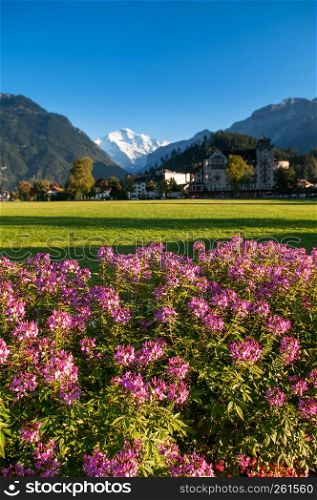 SEP 25, 2013 Interlaken, Switzerland - Pink flowers bush, green field Hohematte park and Swiss alps snow peak Jungfrau of Interlaken, famous town for tourists - image Focus at flower bush