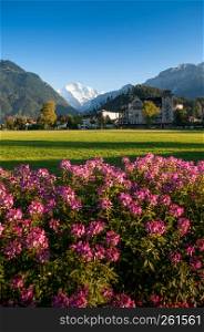 SEP 25, 2013 Interlaken, Switzerland - Pink flowers bush, green field Hohematte park and Swiss alps snow peak Jungfrau of Interlaken, famous town for tourists - image Focus at mountain