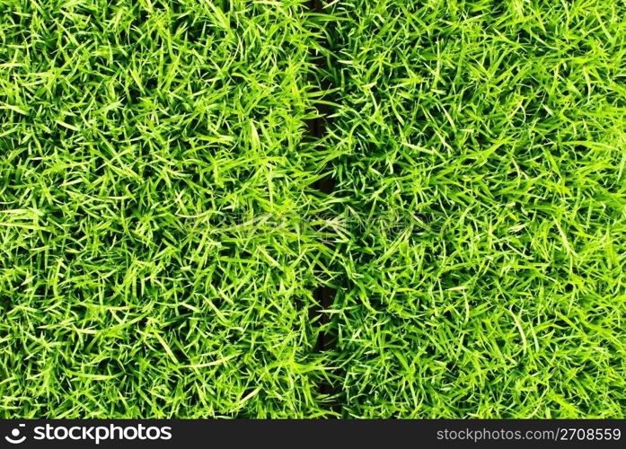 Separated soft and fresh grass square. growing grass.