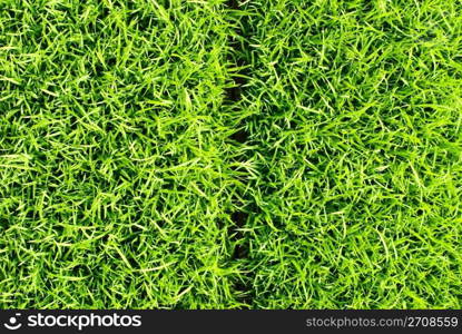 Separated soft and fresh grass square. growing grass.