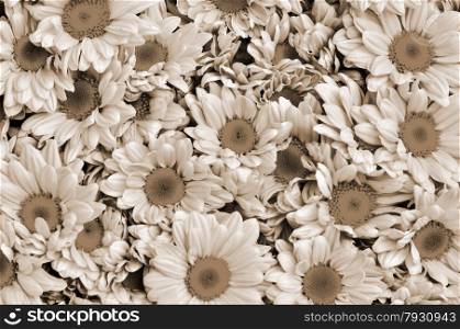 Sepia Chrysanthemums