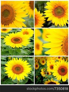 Sequence of beautiful sunflowers with a beautiful color
